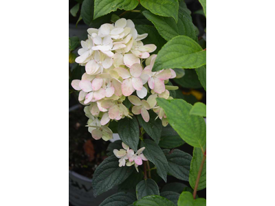 Hydrangea paniculata