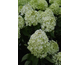 Hydrangea paniculata