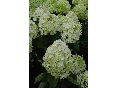 Hydrangea paniculata