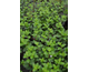 Hydrangea paniculata Framboisine