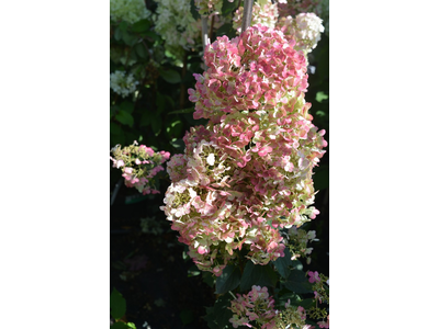 Hydrangea paniculata