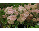 Hydrangea paniculata Grandiflora