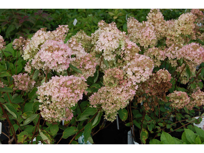 Hydrangea paniculata