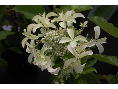 Hydrangea paniculata