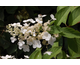 Hydrangea paniculata