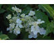 Hydrangea paniculata Levana ®