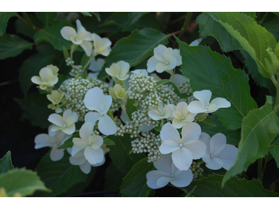 Hydrangea paniculata