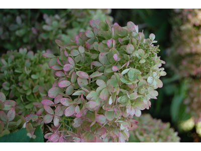 Hydrangea paniculata