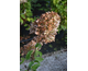 Hydrangea paniculata Little Fresco ®