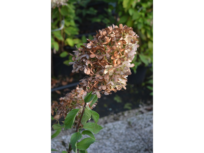 Hydrangea paniculata