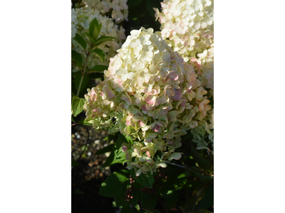 Hydrangea paniculata