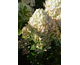 Hydrangea paniculata Little Lime Punch ® PW