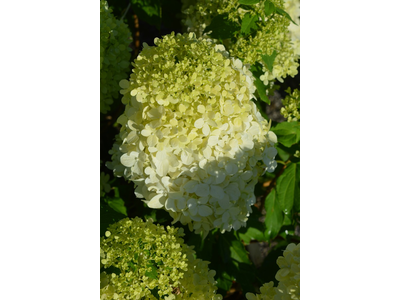 Hydrangea paniculata