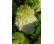 Hydrangea paniculata Little Spooky ®