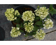 Hydrangea paniculata Living Little Rosy ®