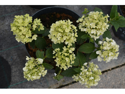 Hydrangea paniculata