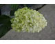 Hydrangea paniculata Living Sugar Rush ®