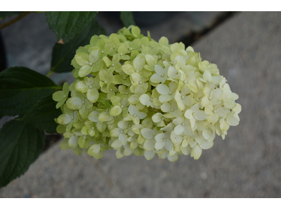 Hydrangea paniculata