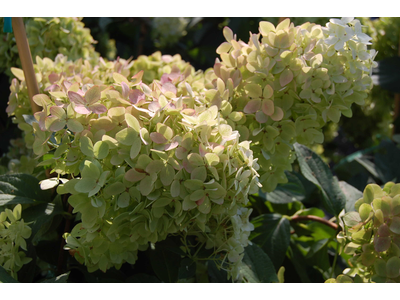 Hydrangea paniculata