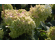 Hydrangea paniculata Magical Candle