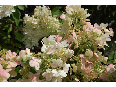 Hydrangea paniculata