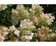 Hydrangea paniculata Magical Fire