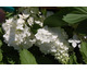 Hydrangea paniculata Magical Moonlight
