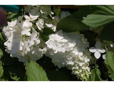 Hydrangea paniculata