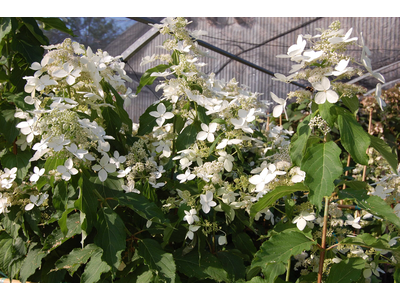 Hydrangea paniculata