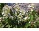 Hydrangea paniculata Magical Starlight