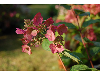 Hydrangea paniculata