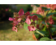 Hydrangea paniculata Mega Mindy ®