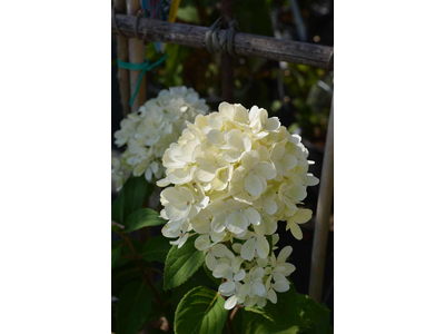 Hydrangea paniculata