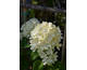 Hydrangea paniculata