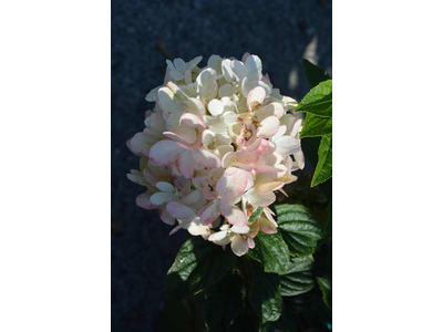 Hydrangea paniculata