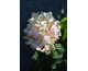 Hydrangea paniculata Petite Star ®