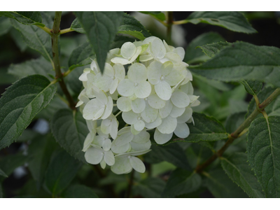 Hydrangea paniculata