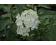 Hydrangea paniculata Petite Cherry ®