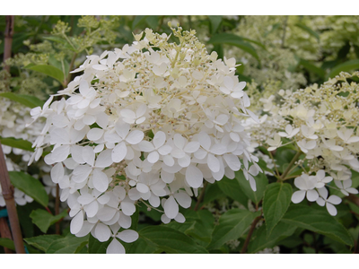 Hydrangea paniculata