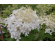 Hydrangea paniculata