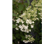 Hydrangea paniculata Pink Diamond