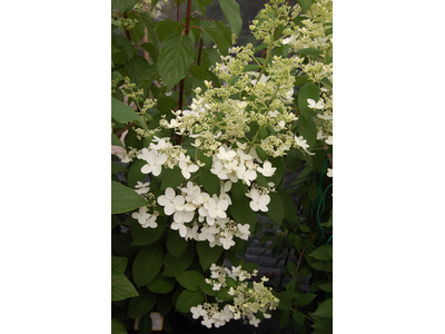 Hydrangea paniculata