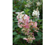 Hydrangea paniculata Pinky Winky ®