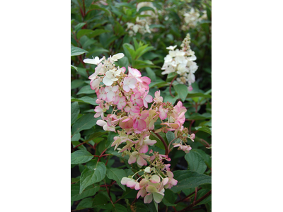 Hydrangea paniculata