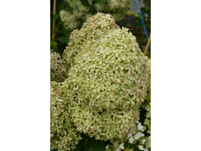 Hydrangea paniculata