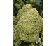 Hydrangea paniculata Pixio
