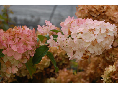 Hydrangea paniculata