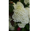 Hydrangea paniculata Quick Fire Fab ® PW