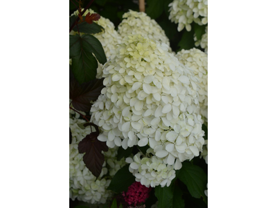 Hydrangea paniculata