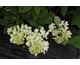 Hydrangea paniculata Angel's Blush (Ruby)